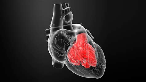 Enlarged Heart Cardiomegaly And Heart Failure Everyday Health