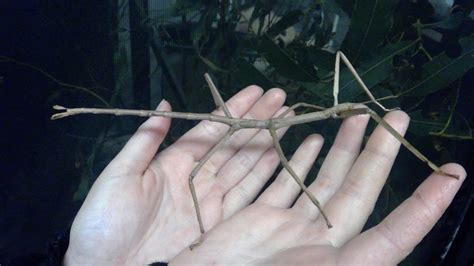 Titan Stick Insect — The Insectory