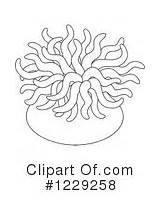 Sea Clipart Anemone Clipground Anemones sketch template