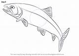 Trout Drawingtutorials101 Fishes Salmon sketch template
