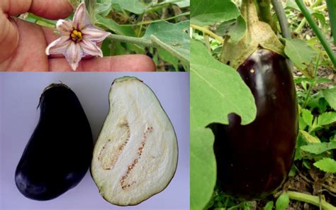 black eggplant aubergine solanum melongena seeds fair dinkum seeds
