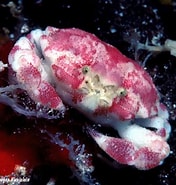 Afbeeldingsresultaten voor "nucia Speciosa". Grootte: 176 x 185. Bron: www.underwaterkwaj.com