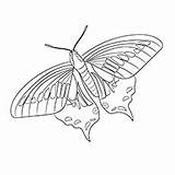 Butterfly Coloring Pages Color Anise Swallowtail Printable Top Blue sketch template