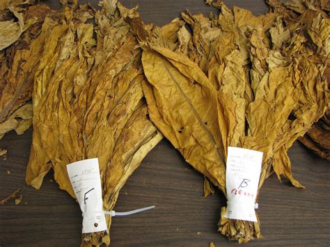 tobacco  perfumery history chemistry raw materials