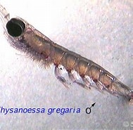 Afbeeldingsresultaten voor "thysanoessa Gregaria". Grootte: 189 x 169. Bron: sio-legacy.ucsd.edu