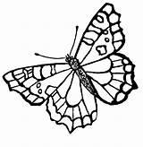 Butterfly Printable Popular Coloring sketch template