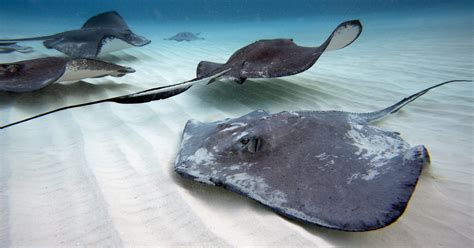 swimming with stingrays the best spots in the caribbean