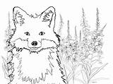 Fox Coloring sketch template