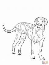 Coloring Dog Hound Plott Pages Outline Mountain Bernese American Foxhound Google Clip Treeing Walker Colorbook Beagle Colors Coonhound Bike Bluetick sketch template