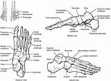Foot Anatomy Limb Medial Phalanges Tarsal Divided sketch template