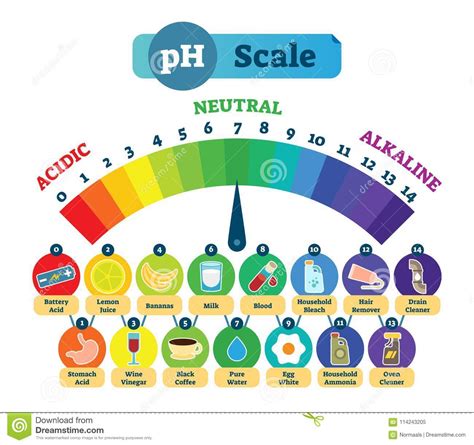 ph acid scale vector illustration diagram  acidic neutral  alkaline examples stock
