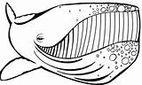 Whale Mewarnai Humpback Paus Tersenyum Raksasa Tren Gambarmewarnailucu Designlooter sketch template