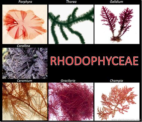 red algae rhodophyceae