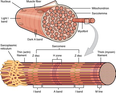muskelphysiologie muskelkontraktion querbrueckenzyklus krafterzeugung