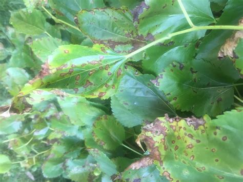 mulberry disease   mulberry tree leaves