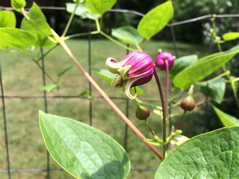 leather flower clematis viorna
