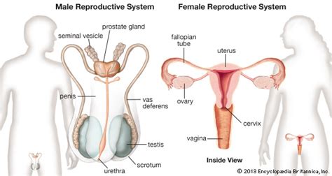 human reproductive system definition diagram and facts