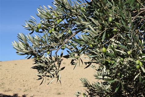 olivier olea europaea  creapharma