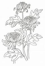 Chrysanthemum Coloring Pages Print Color Coloringtop sketch template
