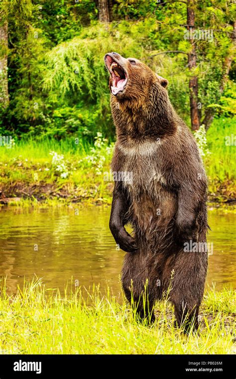 grizzly bear standing roaring high resolution stock photography