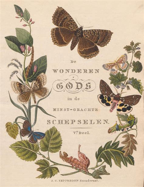 beschouwing der wonderen gods   jan christiaan sepp botanical illustration vintage