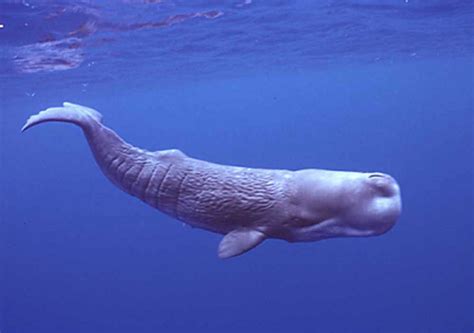 sperm whales have names for each other the star