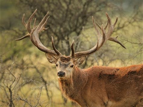 red deer  guide  irelands protected habitats species
