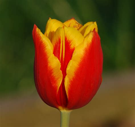 eine  farbige tulpe foto bild pflanzen pilze flechten blueten