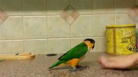 hopping caique parrot cute parrot jumps  counter youtube