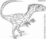 Coloring Raptor Pages Velociraptor Ford Printable Color Print sketch template