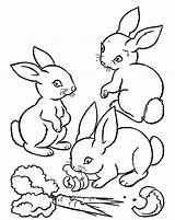 Conejo Zanahoria Conejos Comiendo Pintarcolorear Buscando Siluetas Enanos Tal Estés sketch template