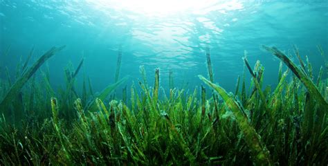 seaweeds  greater protection  coastwatch green news ireland