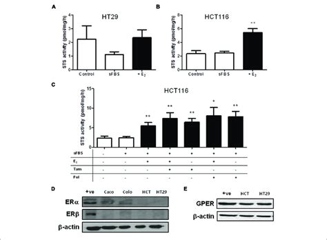 steroid sulfatase activity is regulated by estrogen availability in