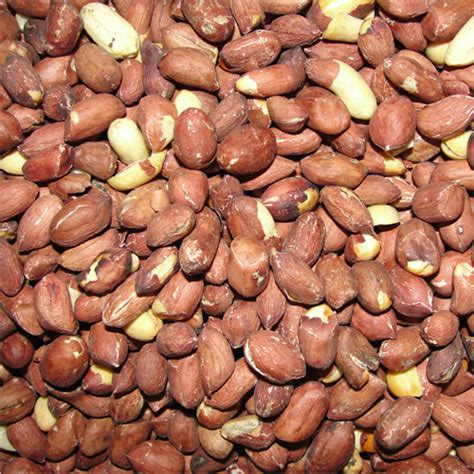 exporter  peanuts  ambala cantt  avee industries