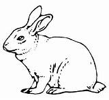 Hase Mewarnai Malvorlage Kelinci Zum Binatang Zeichnen Rabbits Bonikids Ide sketch template