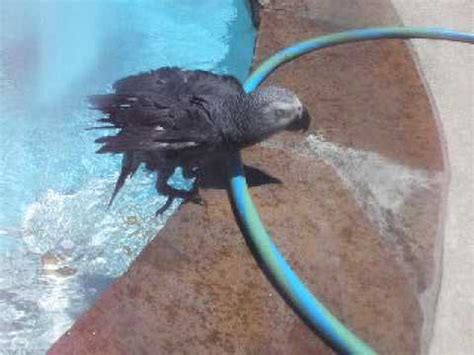 parker  swimming parrot youtube