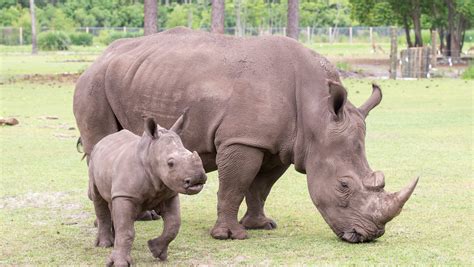 gulf breeze zoos baby white rhino katana     year history