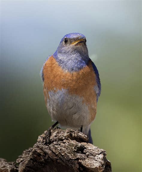 Watching Bluebird Photograph By Jean Noren Pixels