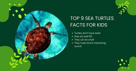 top  sea turtles facts  kids