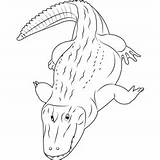 Caiman Coloring Alligator Coloringpages101 sketch template