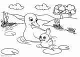 Pond Coloring Pages Ducks Life Printable Kids Color Adults sketch template