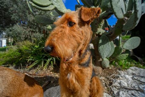 airedale terrier    mix