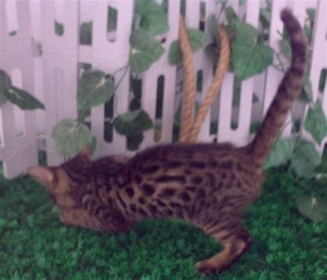 Rare Pure Bengal Kitten Cat Charcoal For Sale Adoption From Perak Ipoh
