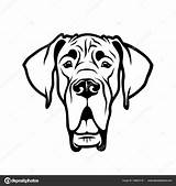 Dane Great Outline Head Drawing Vector Illustration Purebred Stock Isolated Background Petrovic Depositphotos sketch template
