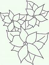 Poinsettia Outline Coloring Drawing National Lineart Netart Paintingvalley Color Colorluna sketch template