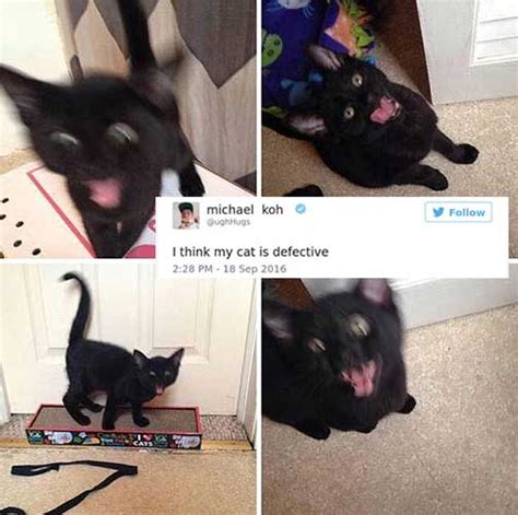 15 hilarious cat tweets are the perfect remedy when you re feeling down