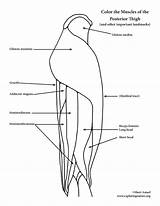 Muscles Thigh Posterior Coloring Hip Anatomy sketch template