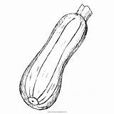 Zucchini sketch template