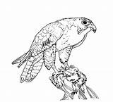 Falcon Coloring Pages Peregrine Bird Drawing Line Bend Big Texas Netart Getdrawings sketch template