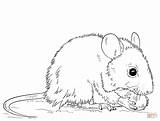 Coloring Pages Mouse Rat Mice Printable Field Color Template sketch template